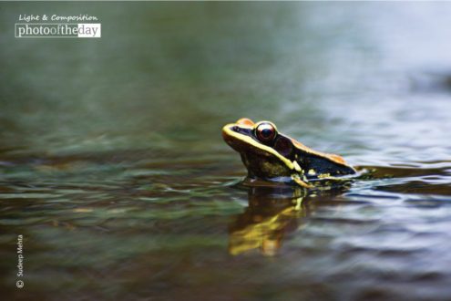 The Posing Toad, by Sudeep Mehta - Wildlife Photography, Photo of the Day, Photography Awards, Nature Photography,  Art Photography