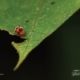 Ladybug, by Saniar Rahman Rahul