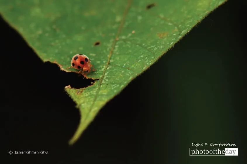 Ladybug by Saniar Rahman Rahul