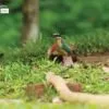 Indian Pitta, by Saniar Rahman Rahul - Wildlife Photography, Photo of the Day, Photography Awards, Nature Photography, Indian Pitta