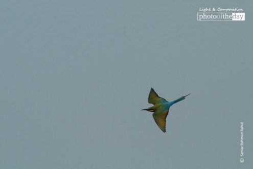 Blue Tailed Bee-Eater by Saniar Rahman Rahul