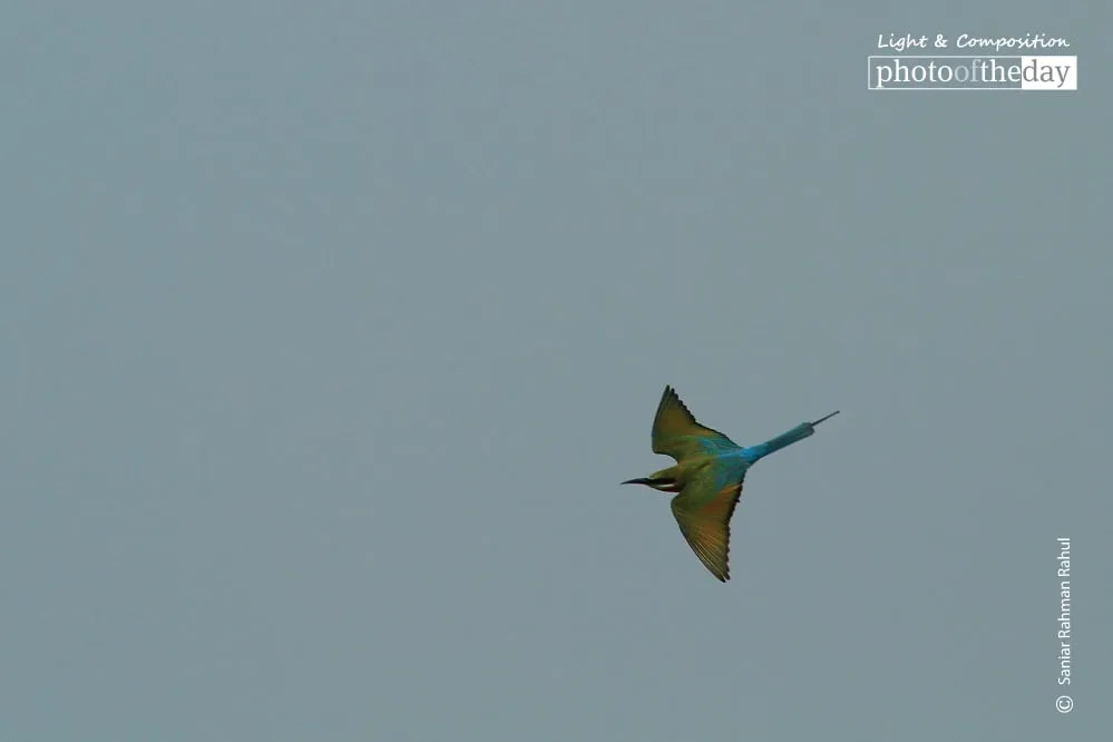 Blue Tailed Bee-Eater by Saniar Rahman Rahul