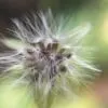 Beauty in the details, by Patricia Saraiva - Close-up Photography, Photography Awards, Photo of the Day, Art Photography, Online Photography Courses