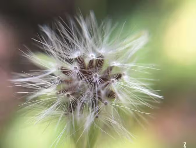 Beauty in the details by Patricia Saraiva