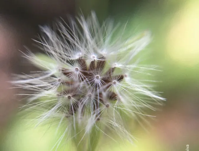 Beauty in the details by Patricia Saraiva