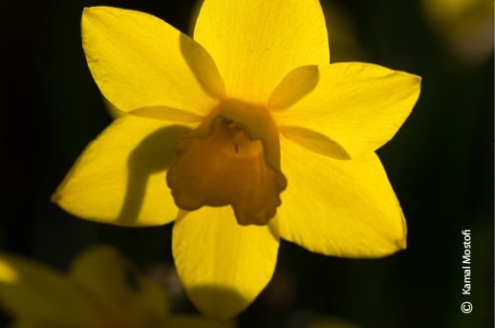 Sun-Day, by Kamal Mostofi - Photojournalism, Photography, Art Photography, Photo of the Day, Light and Composition