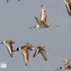 Black tailed Godwit, by Saniar Rahman Rahul - Wildlife Photography, Black-tailed Godwit, Photo of the Day, Nature Photography, Photography Awards