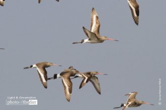 Black tailed Godwit by Saniar Rahman Rahul