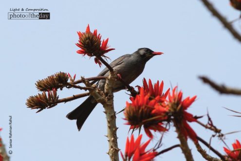 Black Bulbul, by Saniar Rahman Rahul - Wildlife Photography, Photography Award, Black Bulbul, Photo of the Day, Light & Composition University