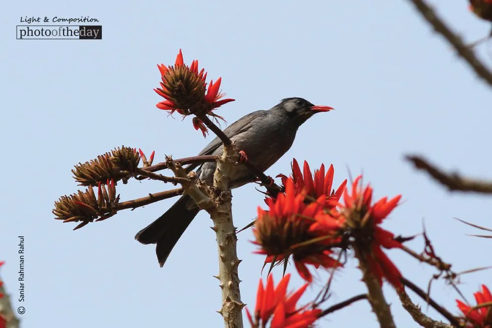 Black Bulbul by Saniar Rahman Rahul