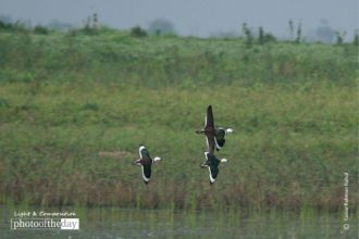 Cotton Pigmy Goose by Saniar Rahman Rahul