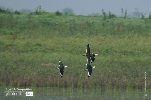 Cotton Pigmy Goose, by Saniar Rahman Rahul - Wildlife Photography, Photography Awards, Photo of the Day, Cotton Pygmy Goose, Saniar Rahman Rahul