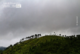 The Resilient Trees by Masrur Ashraf