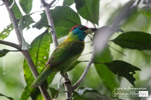 The Blue-throated Barbet by Nirupam Roy