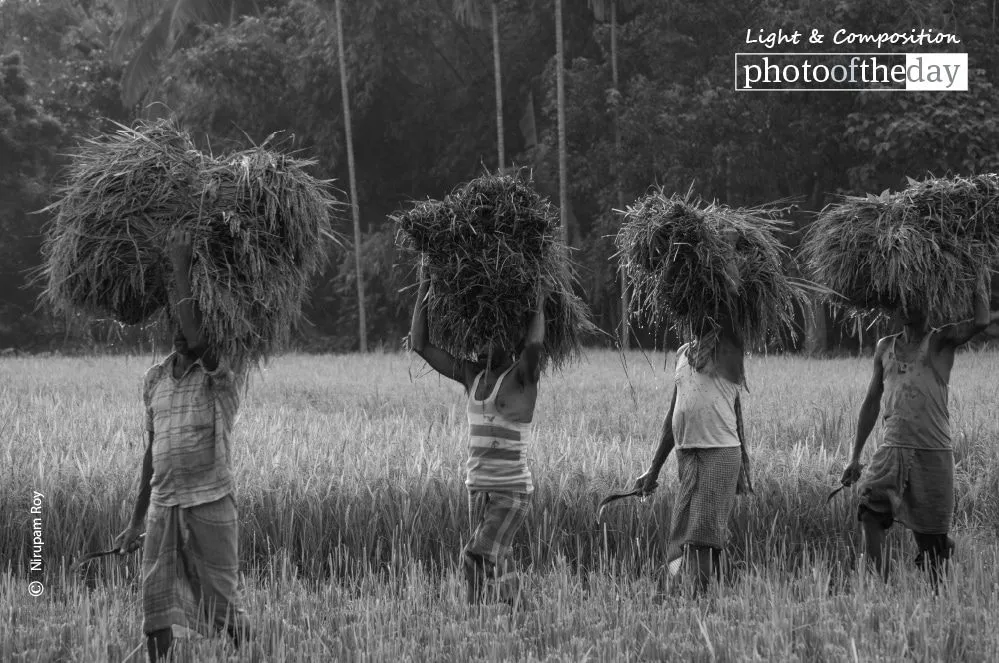 Time to Harvest, by Nirupam Roy - Documentary Photography, Photojournalism, Photography Awards, Art Photography, Online Photography Courses