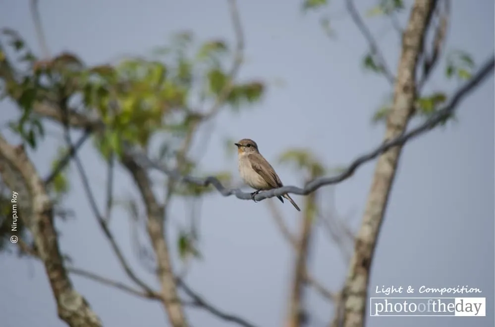Thinking Alone by Nirupam Roy