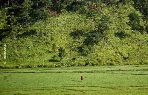 Fields of Green by Masrur Ashraf