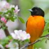 Oriole and Apple Blossoms, by Claudio Bacinello - Wildlife Photography, Nature Photography, Photography Awards, Claudio Bacinello, Oriole