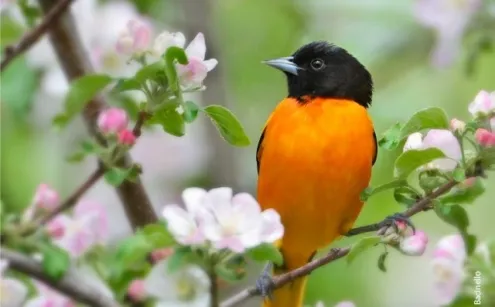 Oriole and Apple Blossoms by Claudio Bacinello