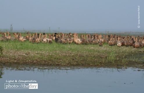 Domestic Ducks, by Saniar Rahman Rahul - Wildlife Photography, Photo of the Day, Photography Awards, Domestic Ducks, Art Photography