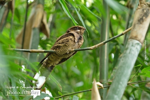Nightjar, by Saniar Rahman Rahul - Wildlife Photography, Photography Awards, Nightjar, Photo of the Day, Saniar Rahman Rahul