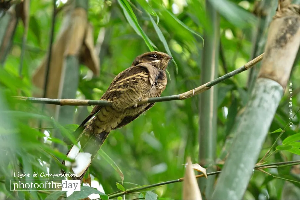 Nightjar by Saniar Rahman Rahul