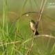 The Zitting Cisticola, by Saniar Rahman Rahul