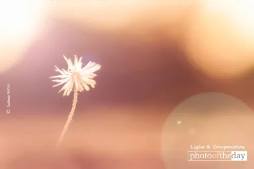 Bliss, by Sudeep Mehta - Photojournalism, Photography, Close-up Photography, Photo of the Day, Light & Composition University