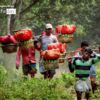 Lemon Farmers, by Saniar Rahman Rahul - Documentary Photography, Photojournalism, Photography Awards, Award Winning Photo, Art Photography