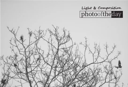 Life by David Anthonio