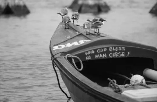 Laughing Gulls Riding the Waves by David Anthonio
