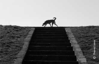 Dog on Top of Stairs by Thomas Lianos