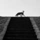 Dog on Top of Stairs, by Thomas Lianos