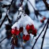 Snow on Rose Hips, by Lothar Seifert - Close-Up Photography, Nature Photography, Photo of the Day, Photography Awards, Art Photography
