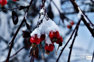 Snow on Rose Hips by Lothar Seifert