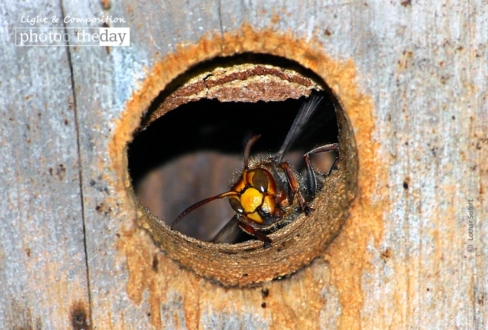 Hornets in My Garden, by Lothar Seifert - Close-up Photography, Nature Photography, Macro Photography, Photo of the Day, Award Winning Photography