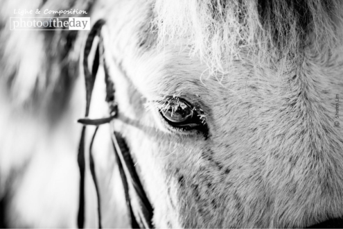 Frosted, by Shirren Lim - Wildlife Photography, Photo of the Day, Award Winning Photography, Shirren Lim, Photography Courses