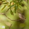 Hummingbird, by Ana Encinas - Hummingbird Photography, Wildlife Photography, Photo of the Day, Photography Awards, Online Photography Courses