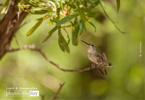 Hummingbird, by Ana Encinas - Hummingbird Photography, Wildlife Photography, Photo of the Day, Photography Awards, Online Photography Courses