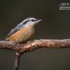 Red Breasted Nuthatch, by Claudio Bacinello - Wildlife Photography, Nature Photography, Red Breasted Nuthatch, Claudio Bacinello, Photo of the Day