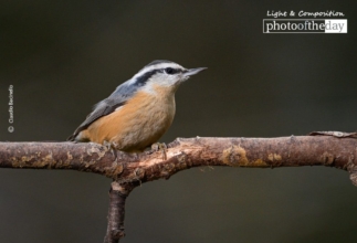 Red Breasted Nuthatch by Claudio Bacinello