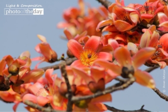 Sunshine Spring by Shovan Acharyya