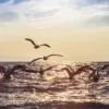 Pelicans, by Ana Encinas - Wildlife Photography, Photo of the Day, Photography Award, Pelicans, Ana Encinas