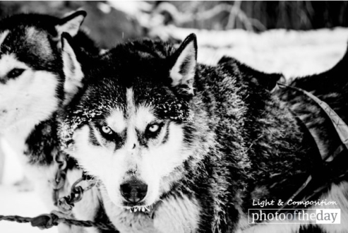 Pack Leader, by Shirren Lim - Wildlife Photography, Photo of the Day, Award Winning Photography, Shirren Lim, Photography Awards