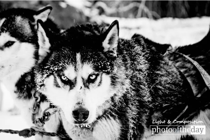 Pack Leader, by Shirren Lim - Wildlife Photography, Photo of the Day, Award Winning Photography, Shirren Lim, Photography Awards