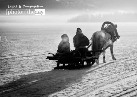Horse Sleighing by Shirren Lim