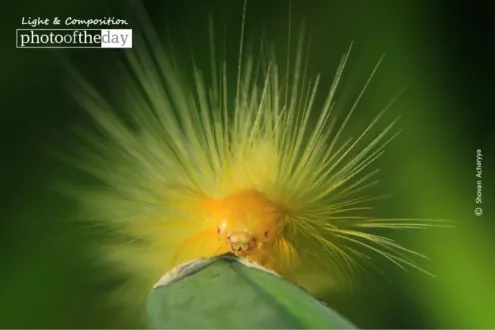 Unseen Beauty, by Shovan Acharyya - Close-up Photography, Award Winning Photography, Photo of the Day, Macro Photography, Photography Awards