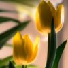 Mother's Day Tulip, by Zahraa Al Hassani - Photo of the Day, Close-up Photography, Photography Award, Art Photography, Tulip Photography