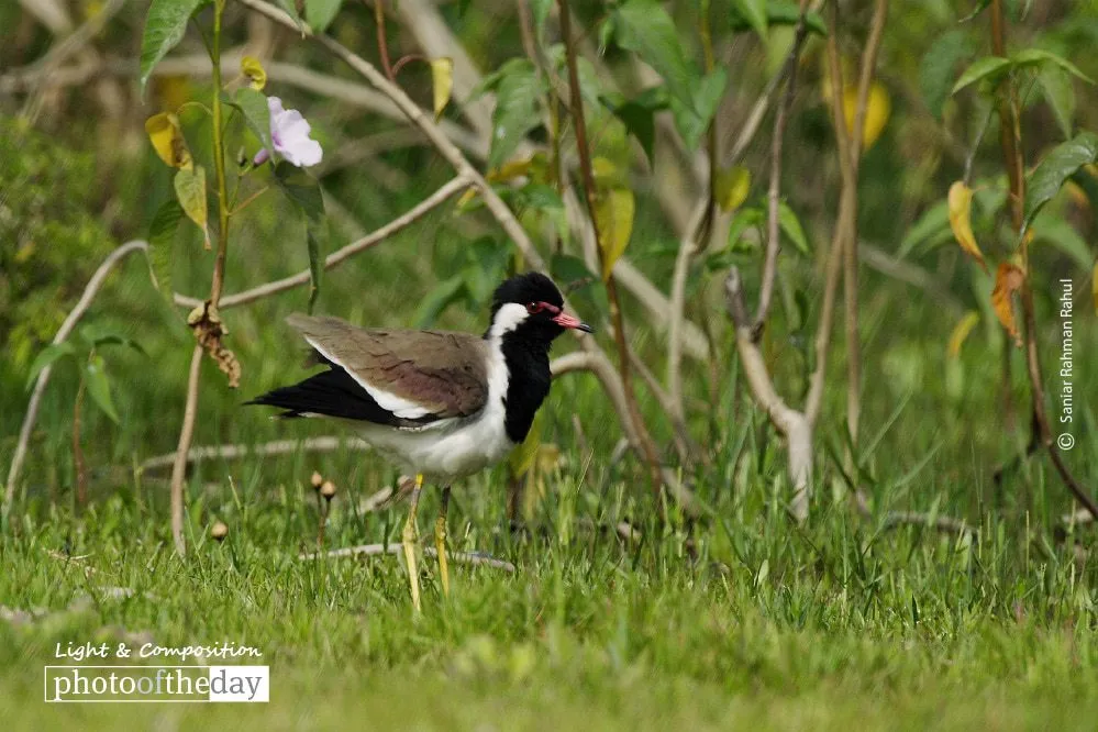 Red-wattled Lapwing by Saniar Rahman Rahul