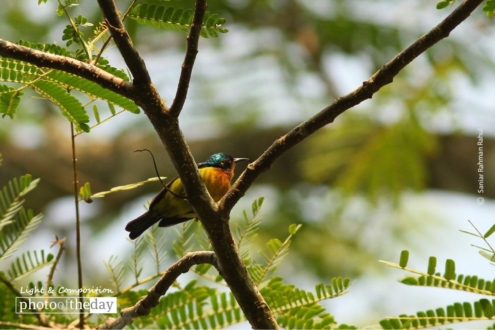 Ruby-cheeked Sunbird, by Saniar Rahman Rahul - Wildlife Photography, Photo of the Day, Photography Awards, Nature Photography, Ruby-cheeked Sunbird